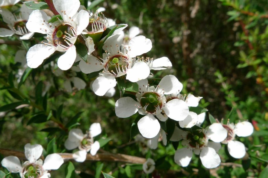 Tea tree mosquito repllent plant