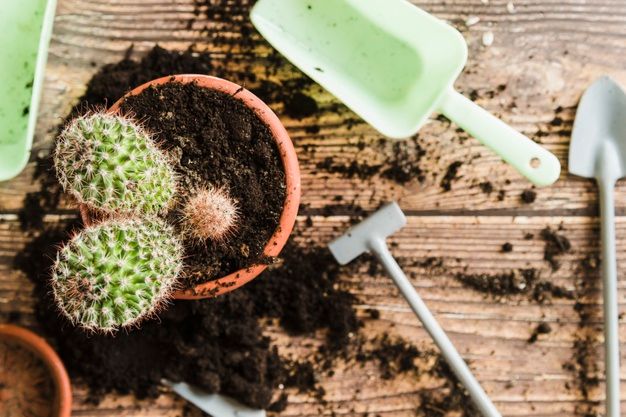 cara  merawat kaktus dan sukulen