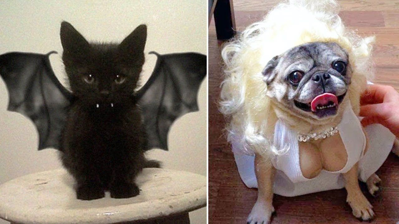 11 Kostum Halloween Lucu untuk Anjing Kucing Ada di 