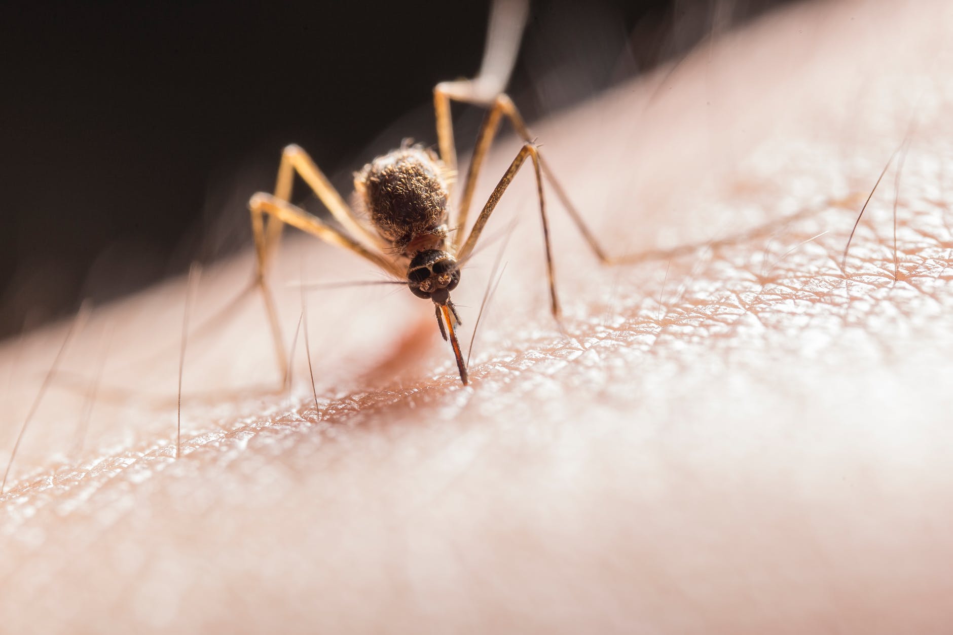 5 Cara Ampuh Usir Nyamuk tanpa Obat Nyamuk | Bikin Kamar Lebih Cantik Juga, Lho!