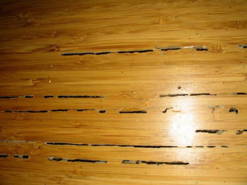 cara merawat lantai kayu agar terhindar rayap
