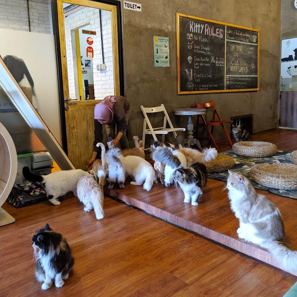 cafe unik di jakarta - the cat cabin