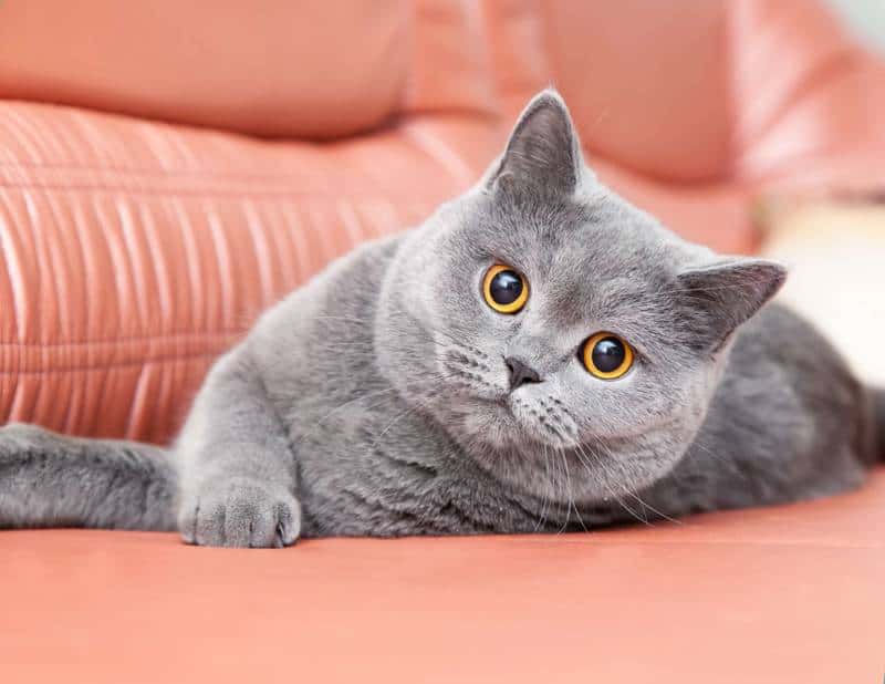 kucing untuk dipelihara di kostan