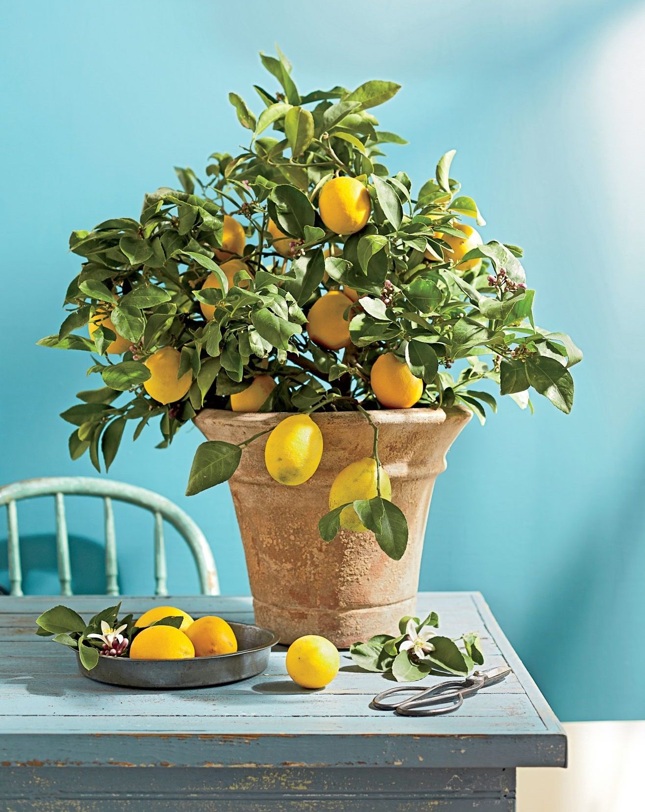 tanaman hias yang sedang populer - pohon citrus  