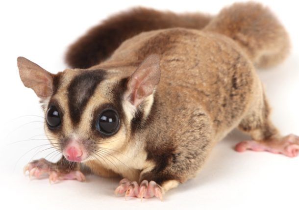 sugar glider dipelihara di kosan