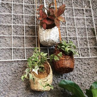 Basket Plant 