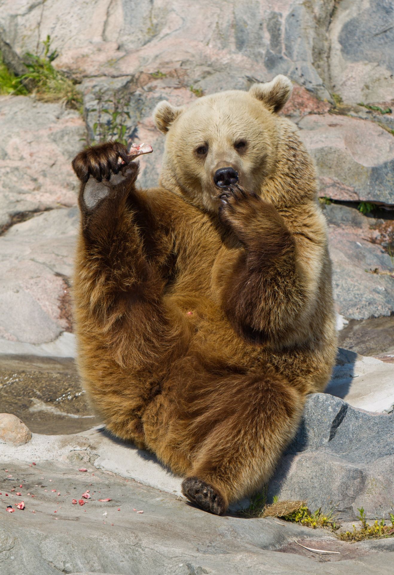 kepribadian hewan favorit beruang