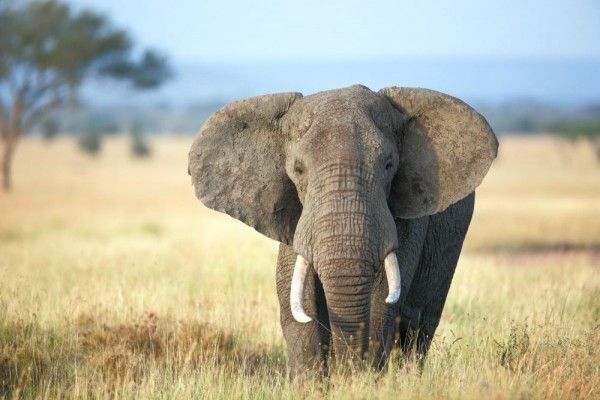 kepribadian Gajah