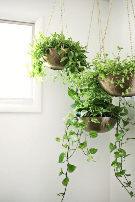 tanaman gantung indoor