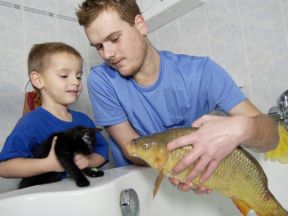 Sebelum dimasak, ikan mas dipelihara di bak mandi