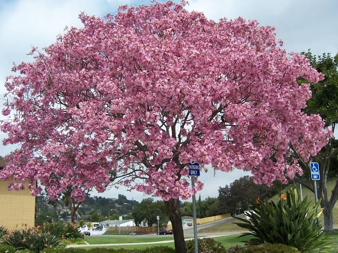 jenis pohon peneduh - pohon tabebuya