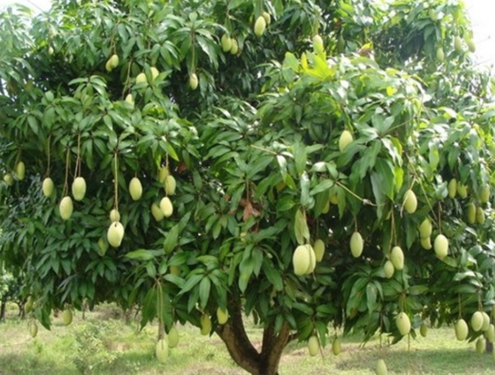 9 Jenis  Pohon  Peneduh Terbaik untuk  Rumah  Adem dan Asri