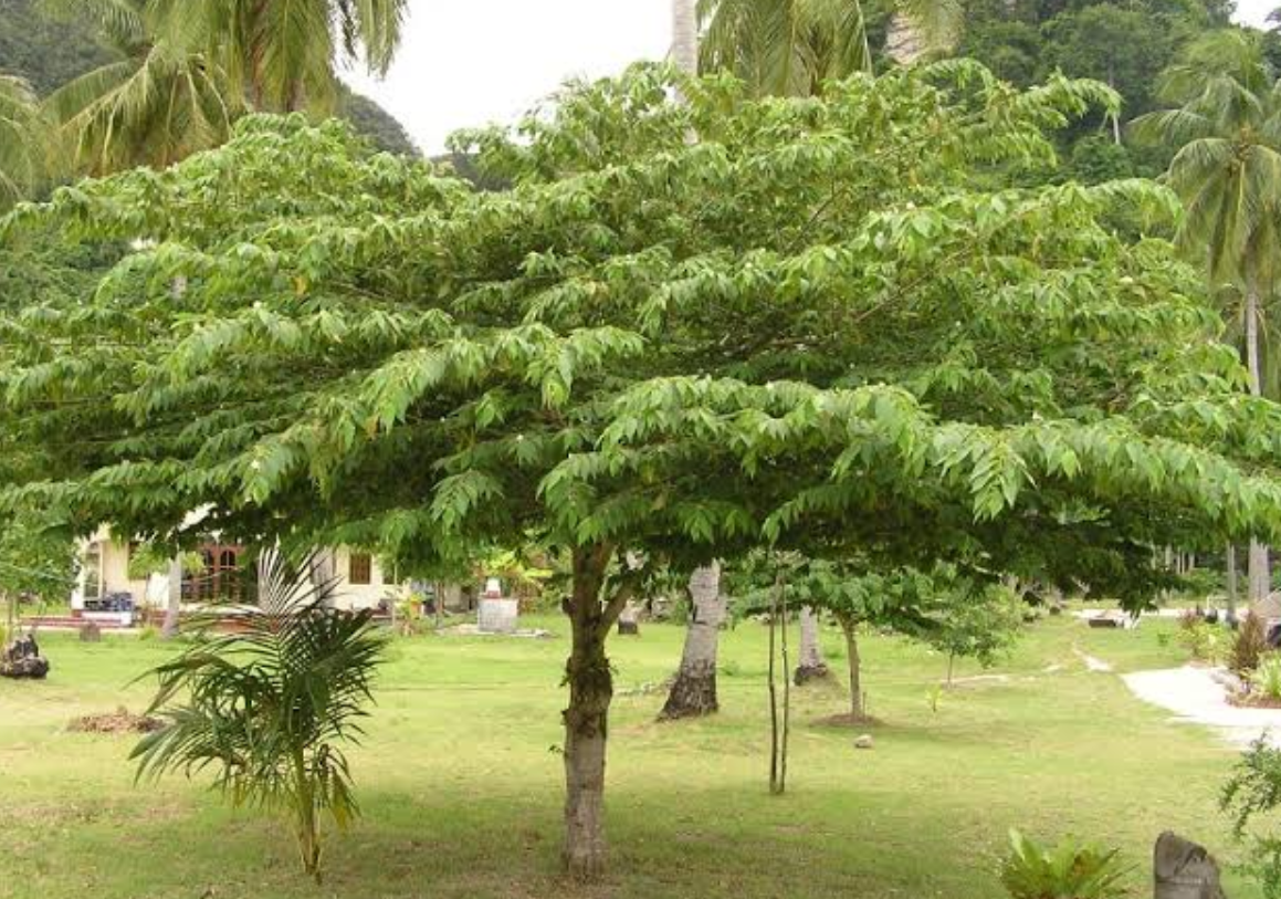 9 Jenis  Pohon  Teduh Terbaik untuk  Rumah Adem dan Sejuk