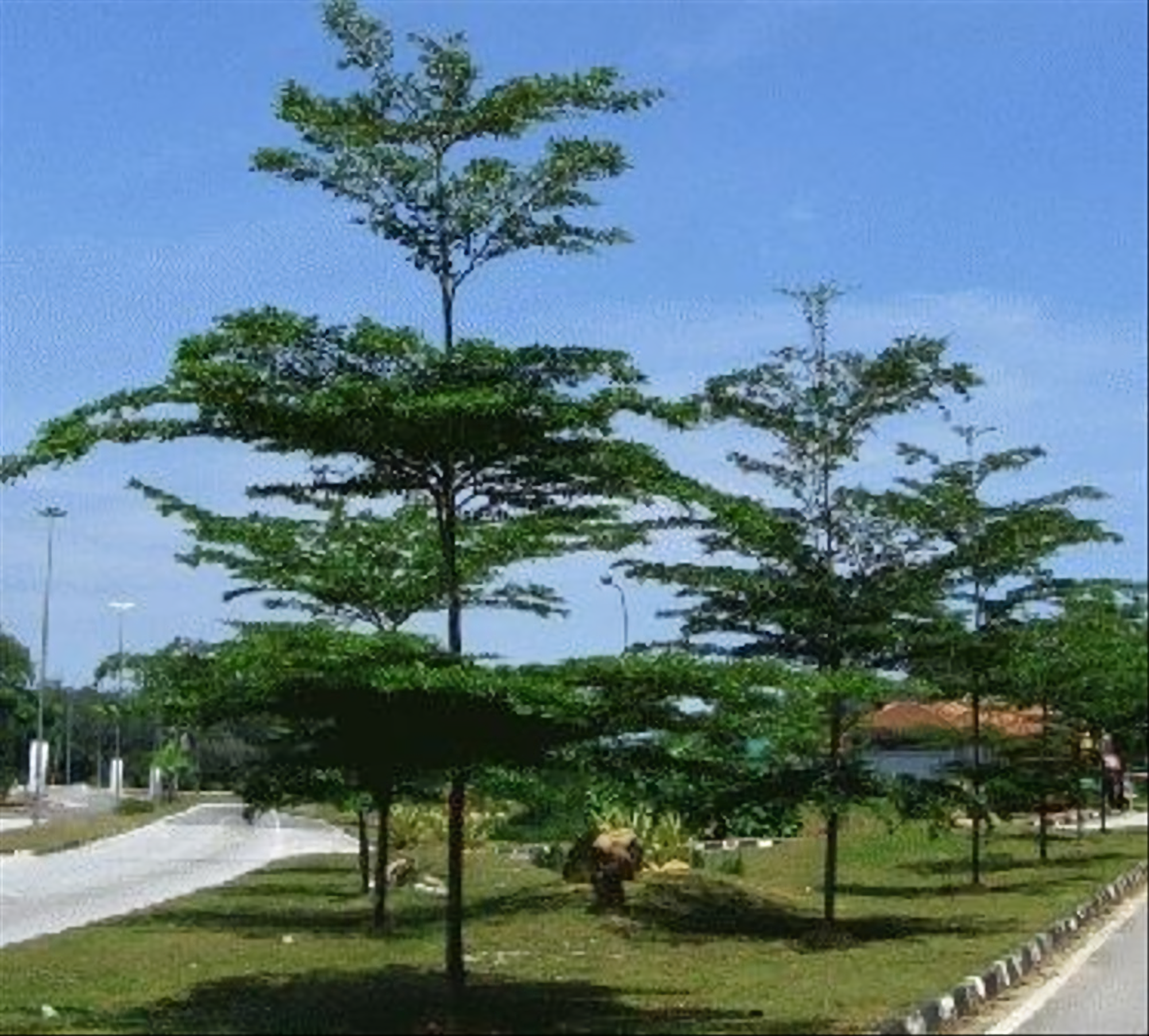 9 Jenis  Pohon  Teduh Terbaik untuk  Rumah Adem dan Sejuk