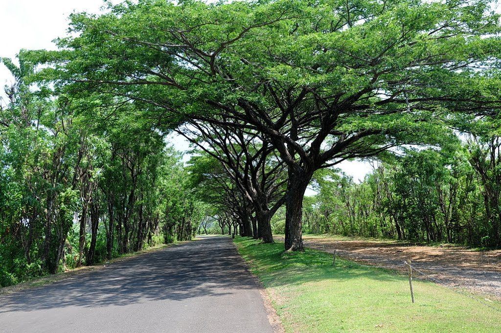 pohon peneduh rumah