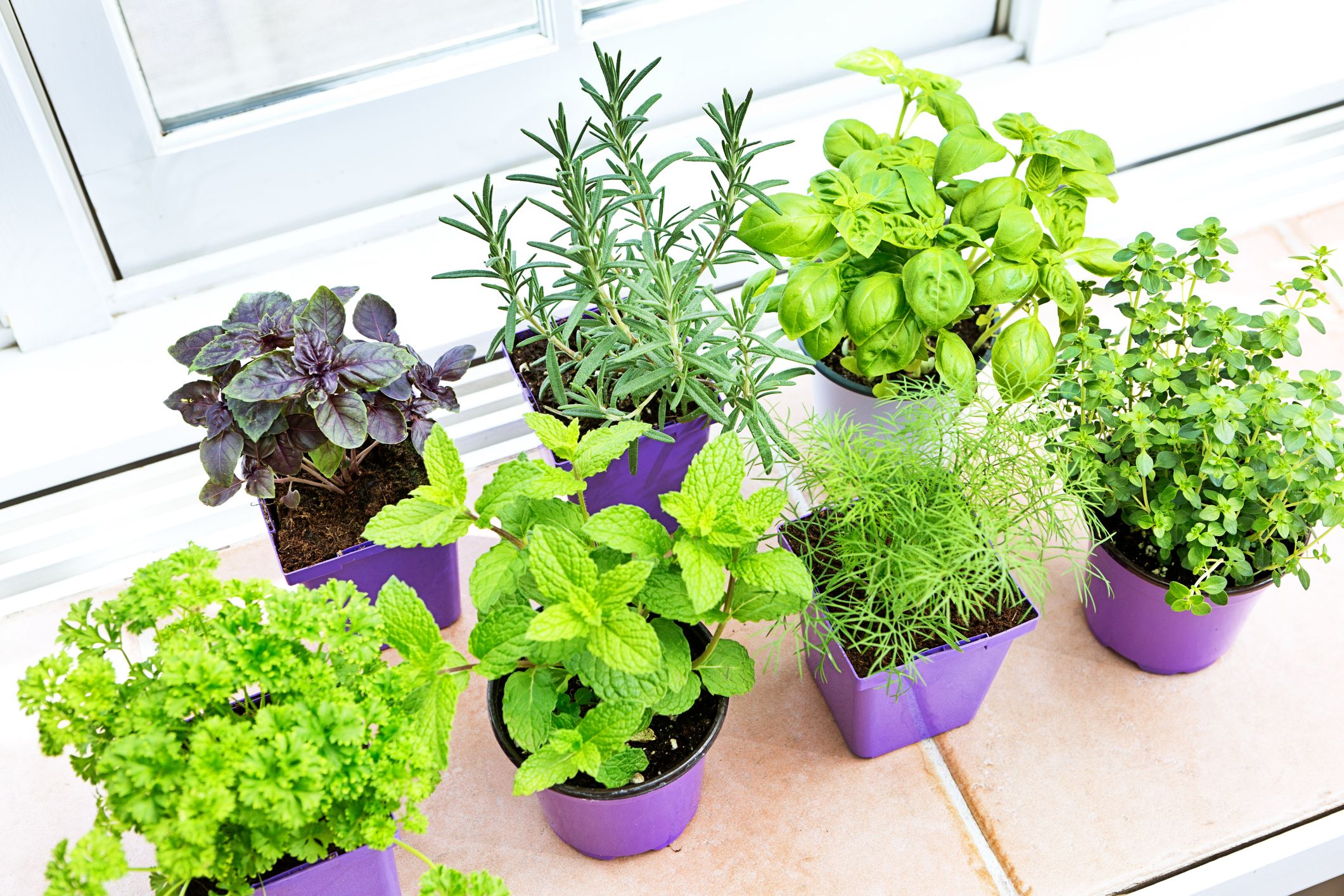 Indoor herb garden