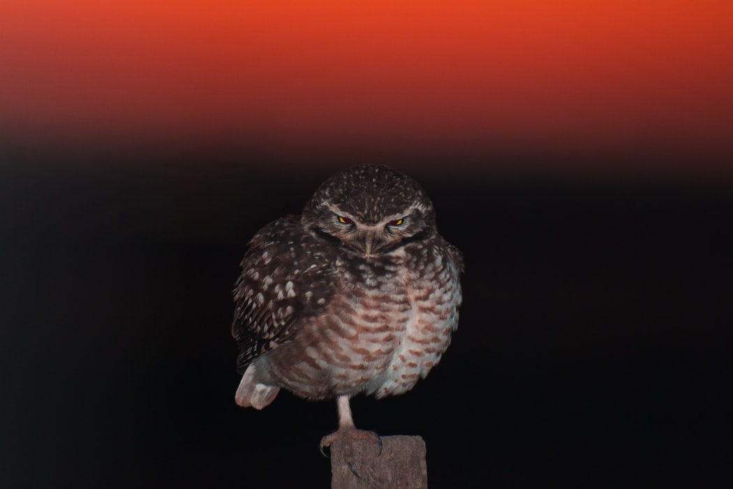 kuis-morning-person-night-owl