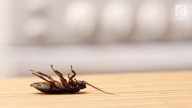 12 Cara Ampuh Usir Serangga dan Hama Rumah Tangga Lainnya secara Alami