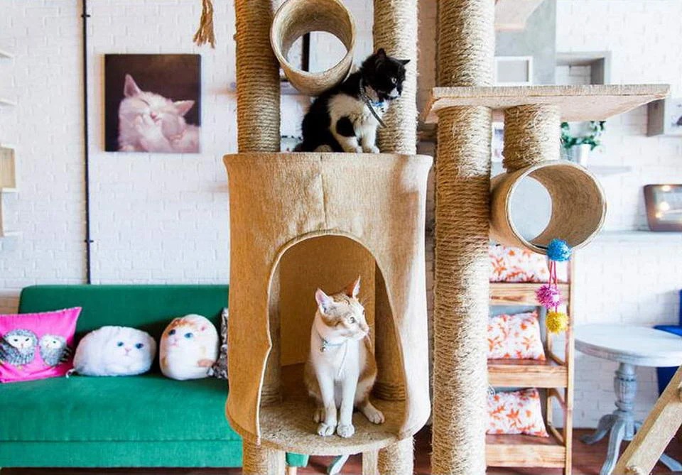 6 Kafe Kucing dan Kafe Anjing untuk Para Animal Lovers