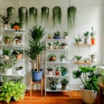 Cara merawat tanaman indoor populer