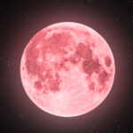 fakta pink moon