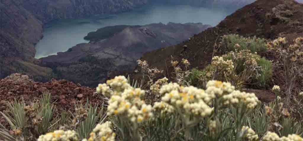 6 Fakta Bunga Edelweiss, Kenapa Tidak Boleh Dipetik?