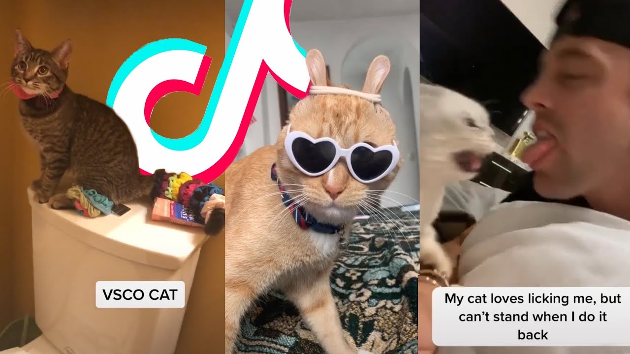 5 Akun Hewan di Tiktok yang Lucu dan Menghibur