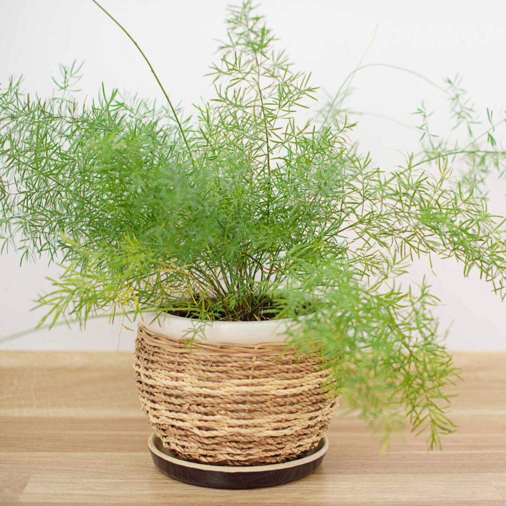 tanaman hias indoor asparagus fern