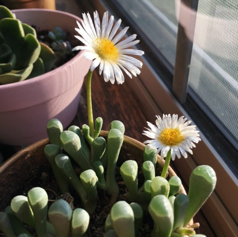 10+ Tanaman Hias Indoor Dalam Ruangan, Tak Perlu Sinar Matahari