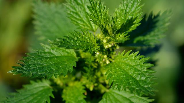daun jelatang obat alami biduran