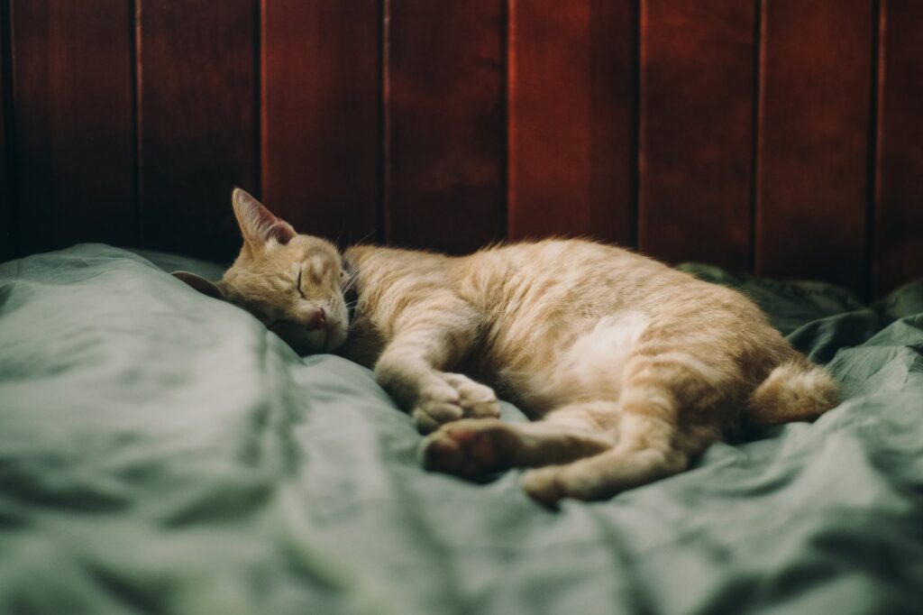 panleu kucing