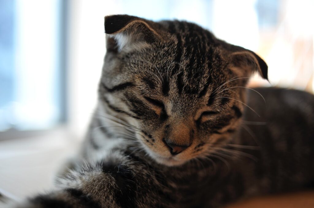 penyakit kucing paling berbahaya