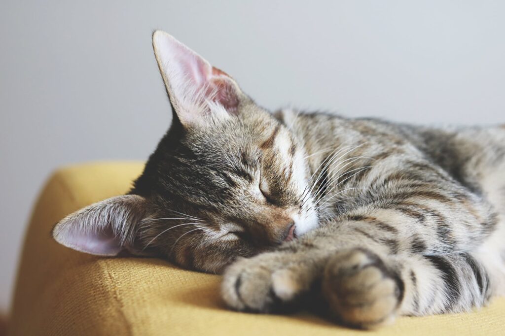 penyakit kucing paling mematikan