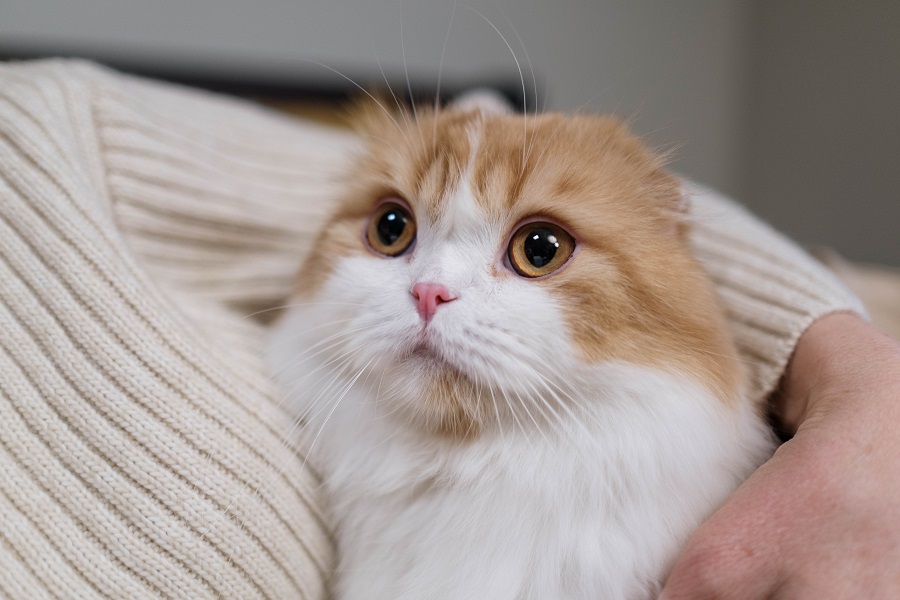 5 Penyakit Kucing yang Menular ke Manusia, Hati-hati!