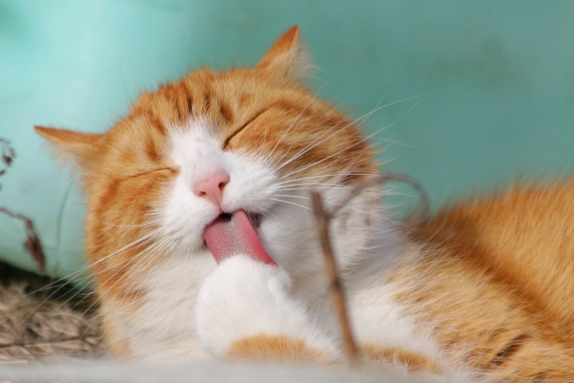 Cat Lovers Wajib Tahu! Ini 7 Penyakit Kucing yang Mematikan dan Gejalanya