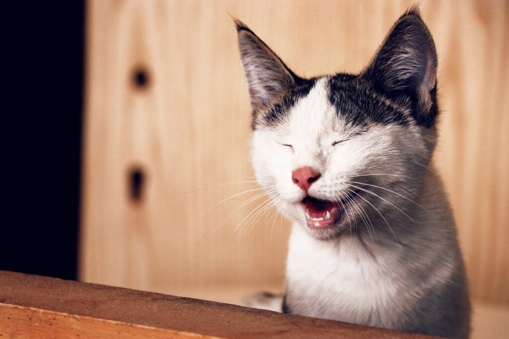 penyakit pada kucing mematikan