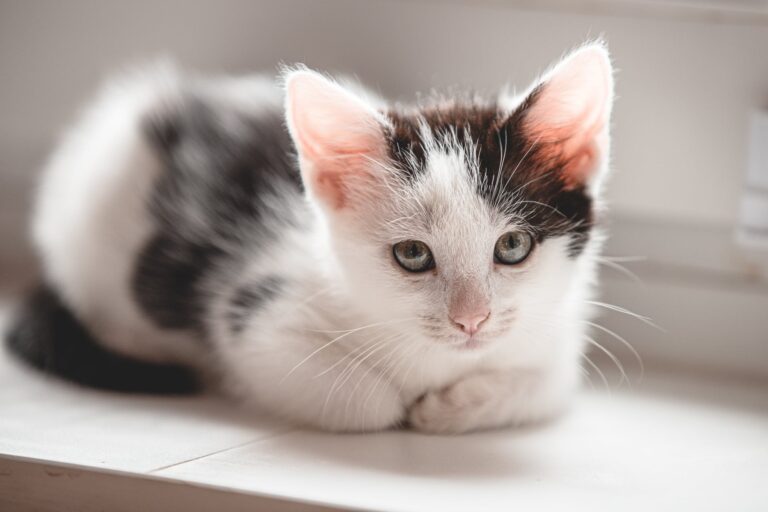 7 Penyakit pada Kucing yang Mematikan dan Gejalanya, Wajib Tahu!