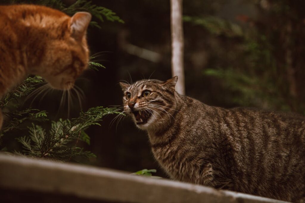 rabies kucing