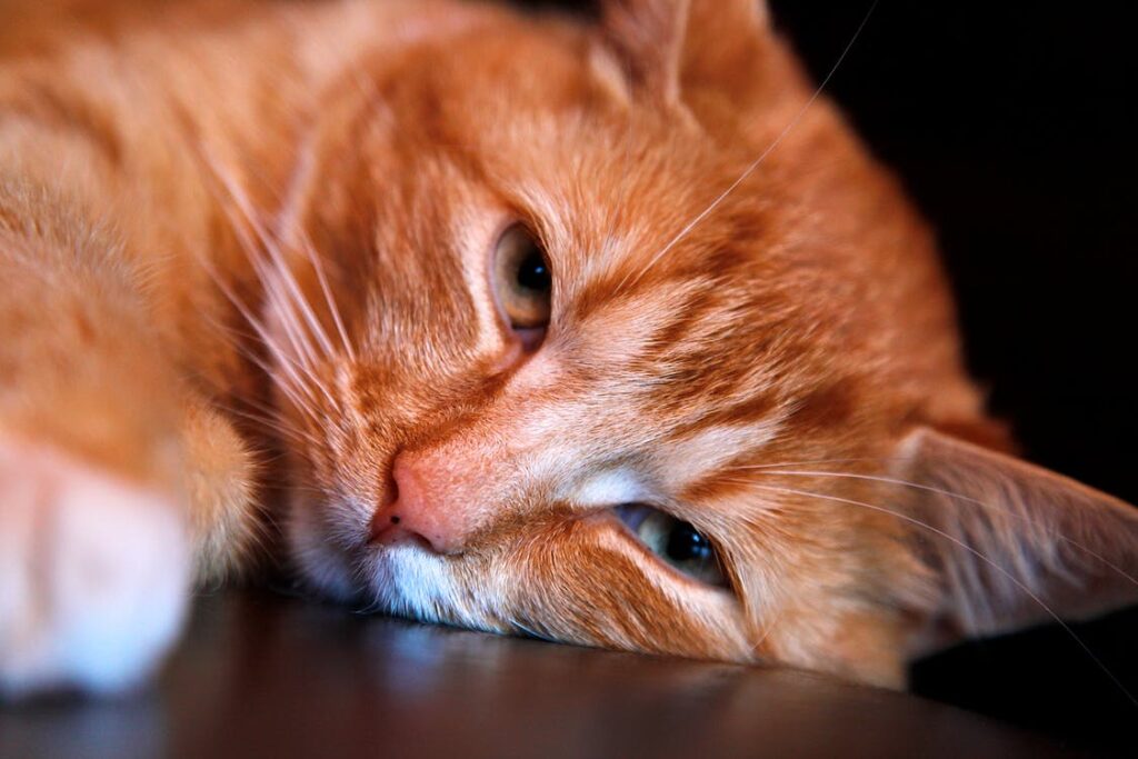 virus kucing berbahaya