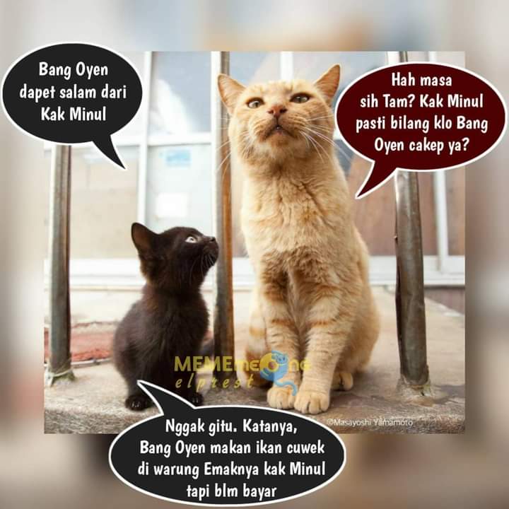 Banyak Tingkah, 13 Foto Kucing Oren yang Bikin Kamu Ngakak - Rukita