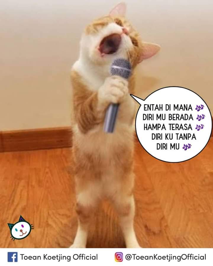 Banyak Tingkah, 13 Foto Kucing Oren yang Bikin Kamu Ngakak - Rukita