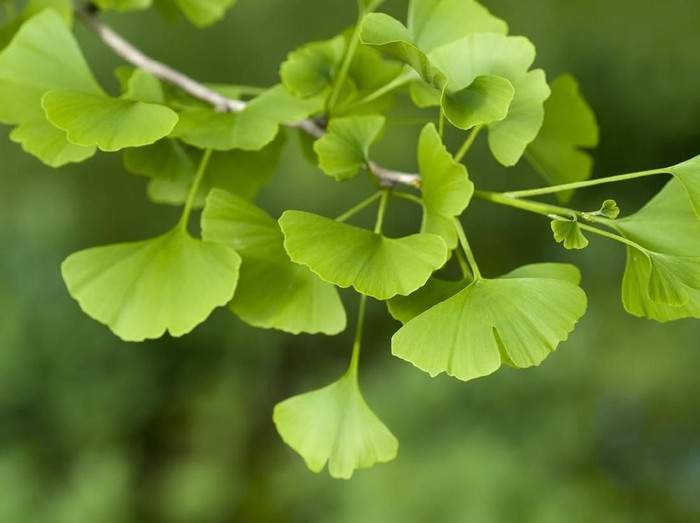 ginkgo biloba