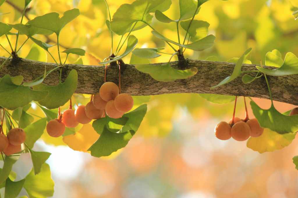 Kenali Manfaat dan Efek Samping Ginkgo Biloba pada Kesehatan