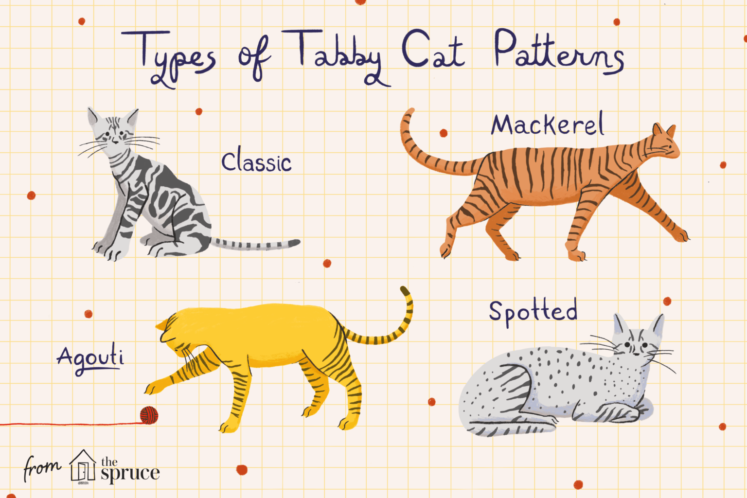 5-tabby-cat-breeds-patterns-markings-with-info-pictures-hepper