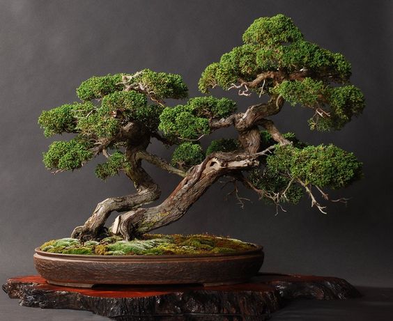 tanaman bonsai