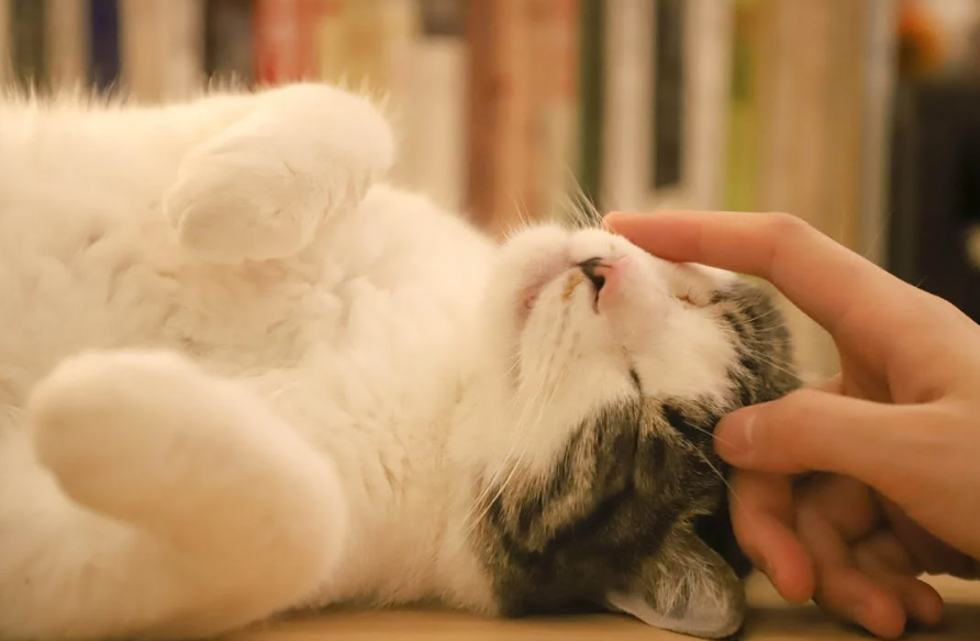 5 Cara Melatih Kucing Peliharaan agar Jinak dan Nurut