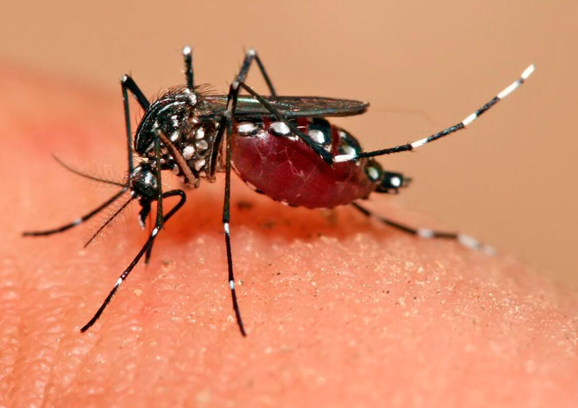 Gejala Demam Berdarah Simak Penyebab Dan Pencegahannya