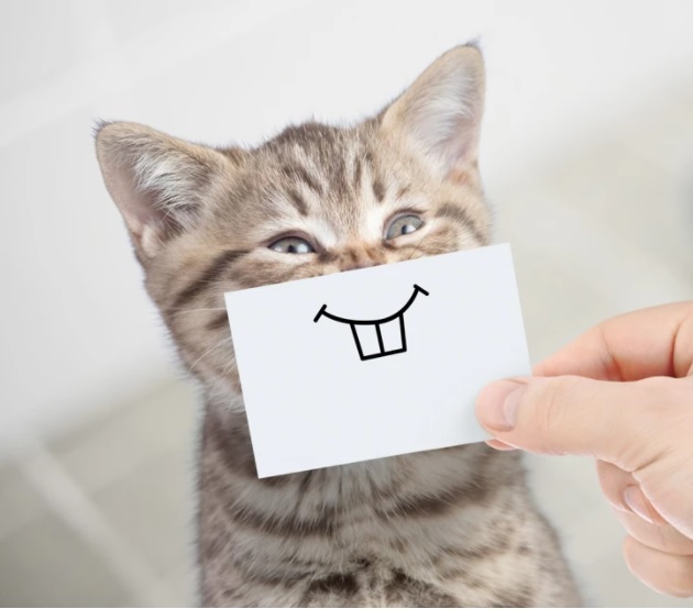 foto kucing lucu