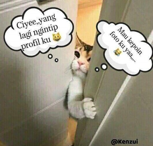 foto meme kucing