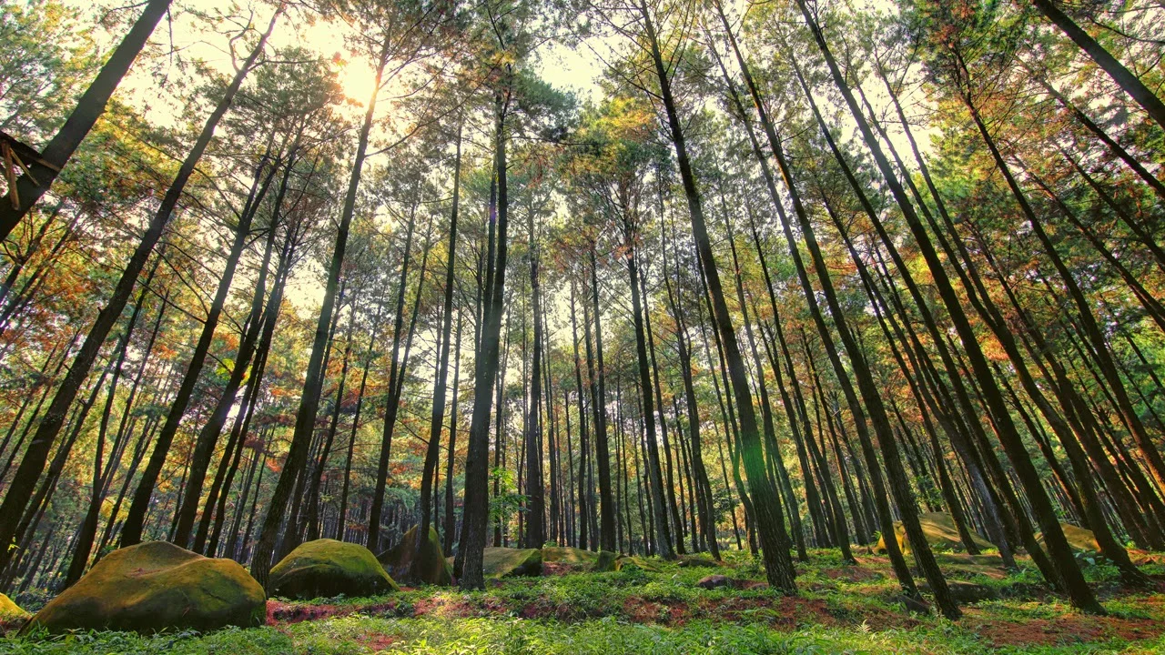 7 Tempat Wisata Bogor Terbaru yang Mudah Dijangkau | Berikan Pengalaman Menyenangkan